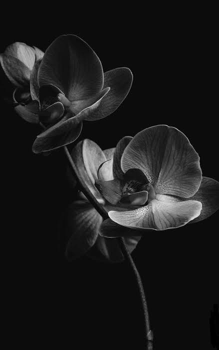 beyaz orkide.jpg